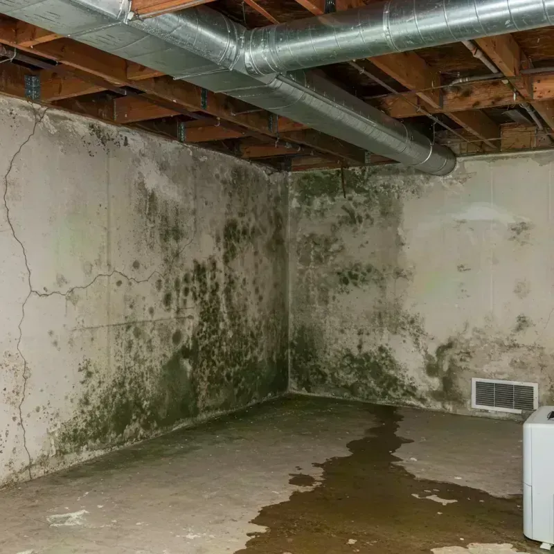 Professional Mold Removal in Clay, KY